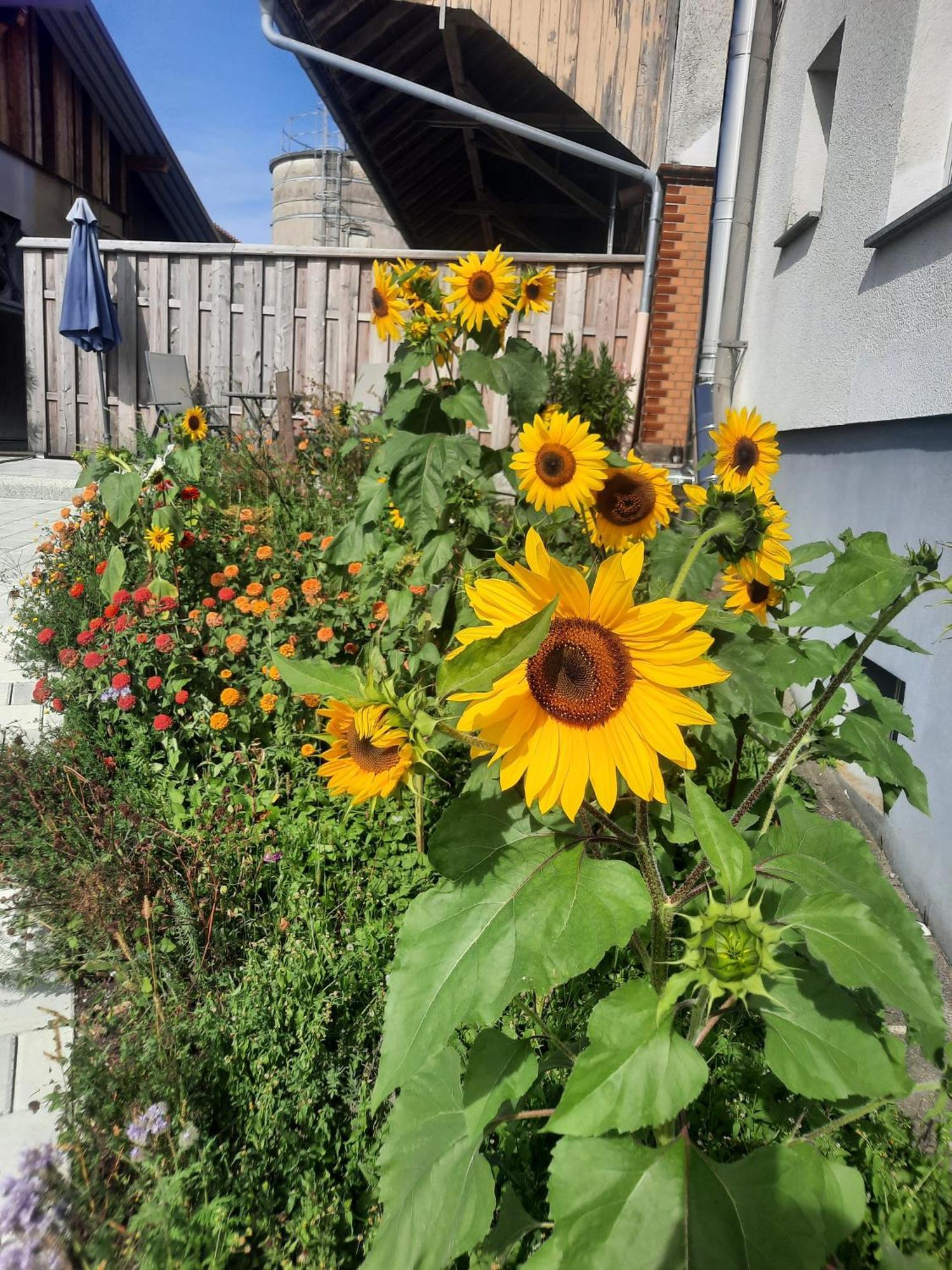Ferienwohnung Pusteblume Neukirch  Exterior foto